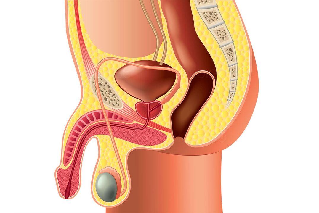 štruktúra mužského reprodukčného systému a zväčšenie penisu